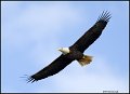 _0SB9735 american bald eagle